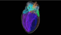 用3D技术绘制大鼠心脏神经元